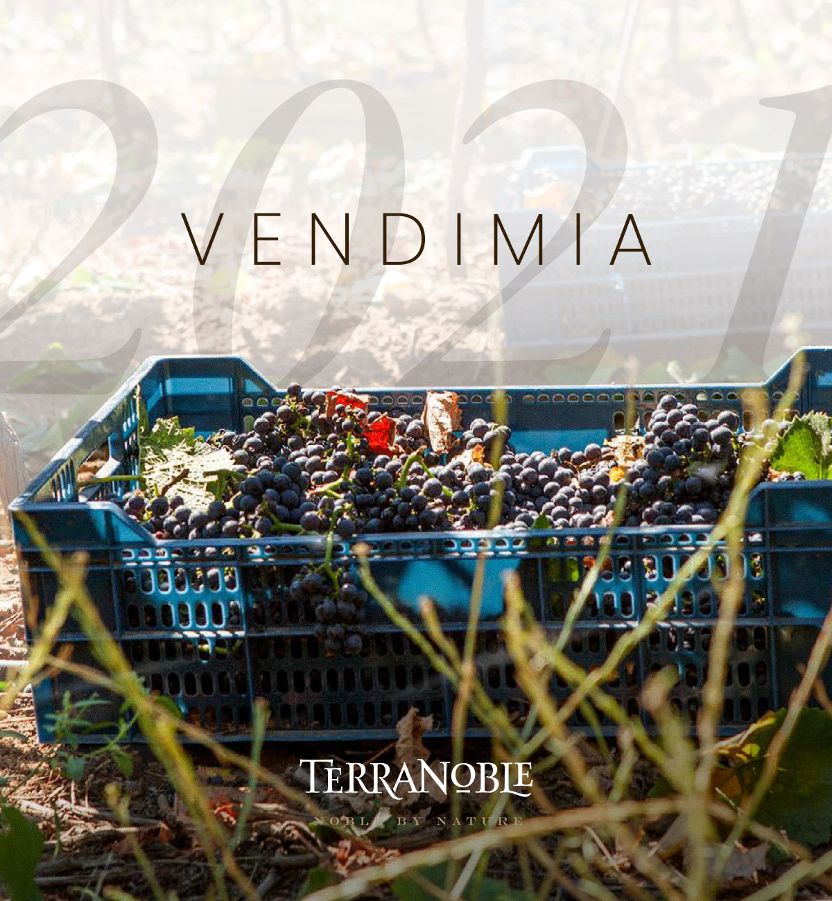 Vendimia
